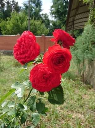 Аренда дома в Обуховке