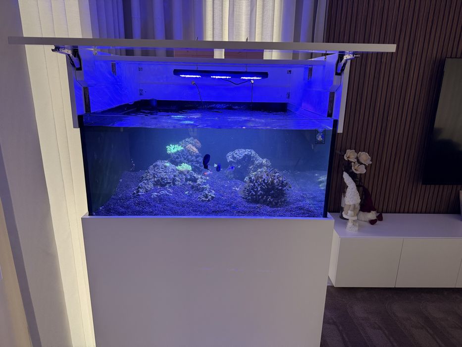 Aquario Agua Salgada Reef