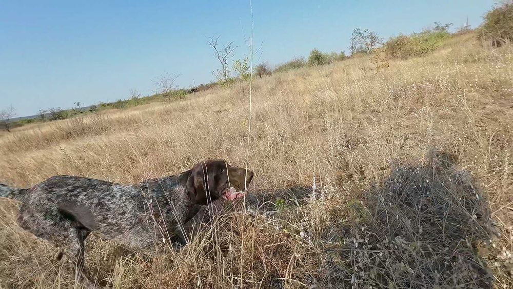 Профессионально, качественно подготовленные собаки для охоты.