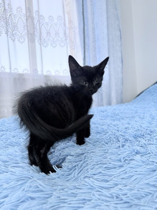 Віддам в хороші руки кошенят!