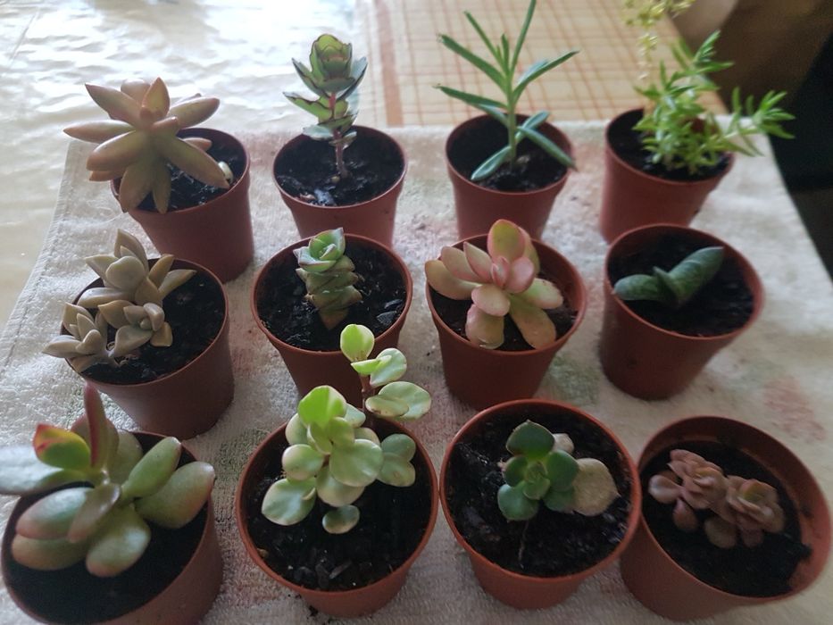 Succulents, small pots. Starting at €0.85 each. I have quantity and variety.64286587369857122