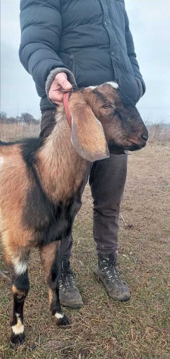 трьохмісячний   козлик-нубієць з Білоцерківського