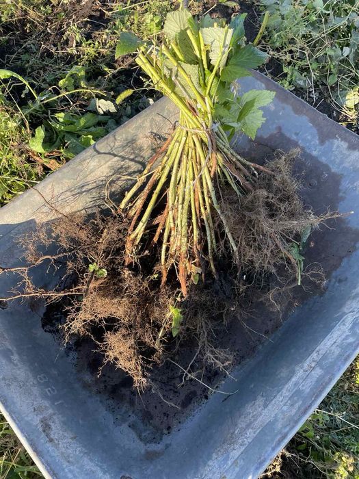 Продам саджанці ремонтантної малини різних сортів