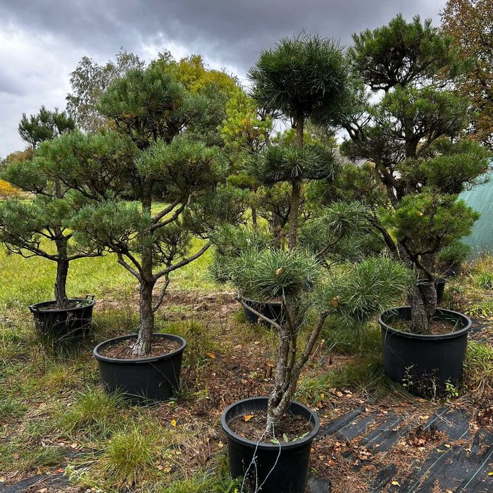 Drzewka Bonsai Niwaki / Sosny – egzemplarze od ogrodnika-pasjonata