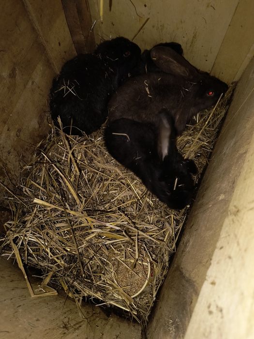 Króliki barany francuskie