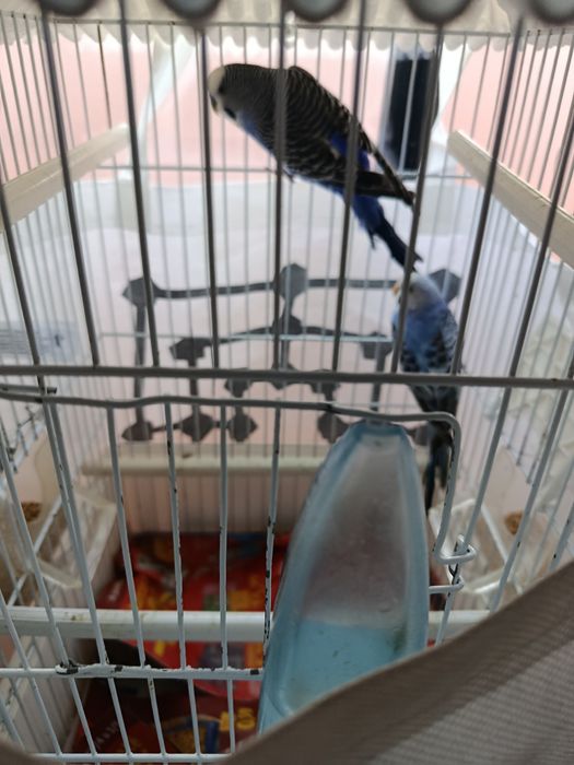 Periquitos mais gaiolas