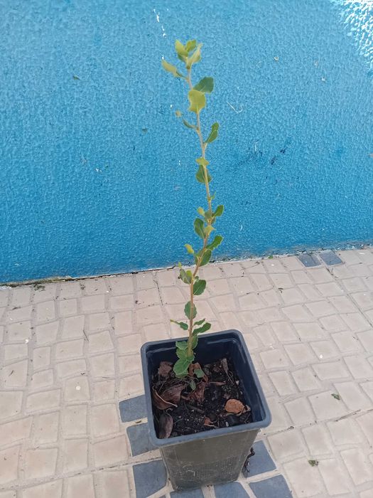 Sobreiro em vaso