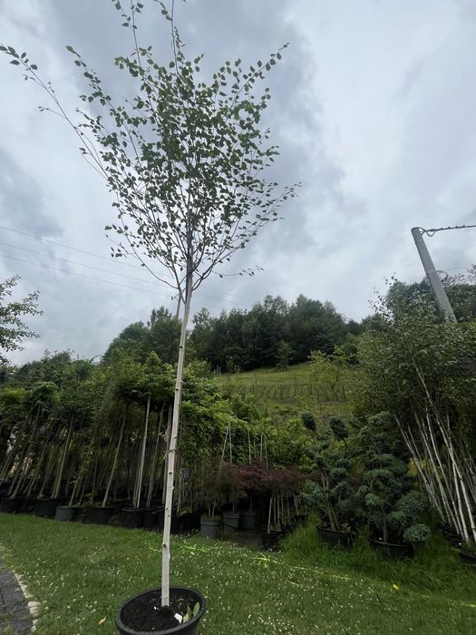 Brzoza doorenbos 12-14cm