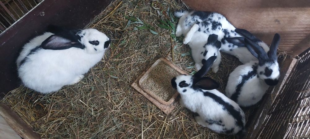 Króliki mam do sprzedania bardzo ładne i spokojne