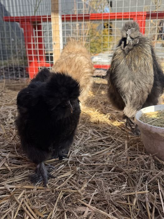 Кури Китайська шовкова (пара)