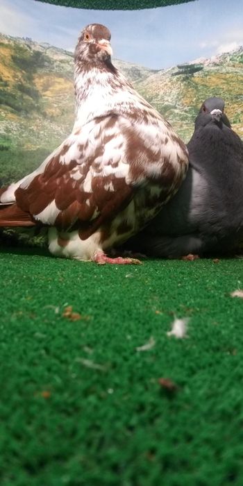 Pombos ornamentais A