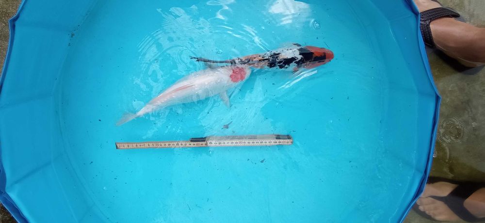 Peixe Carpas koi