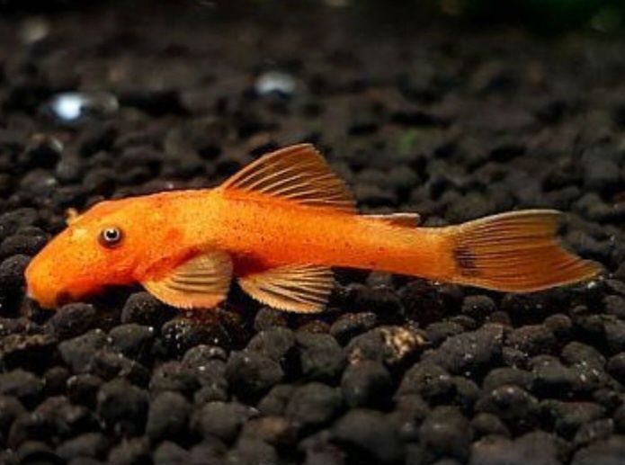 Ancistrus Super Red