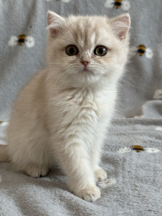 Dziewczynka brytyjska