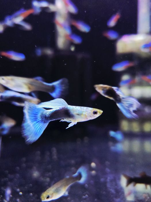 Gupik blue texudo samce i samice