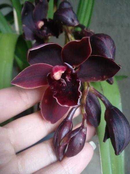 ORQUIDEA CALLI NIGHT (negra), ler descrição