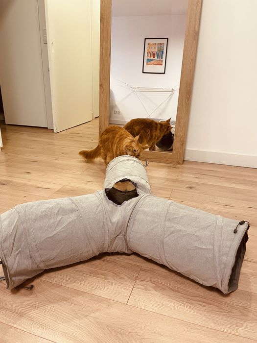 Conjunto de 2 túneis para gatos