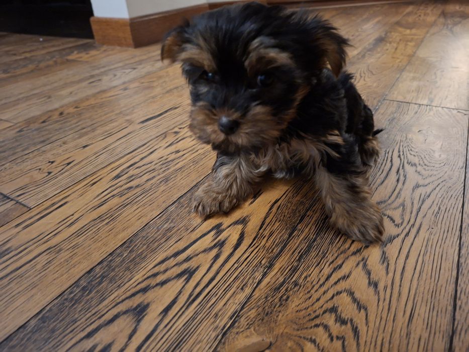 Szczeniak York Terrier suczka