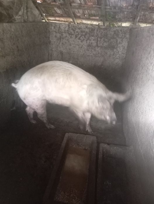 Porco  com 1 ano  caseiro