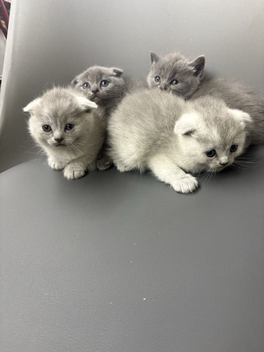 Котики    британці