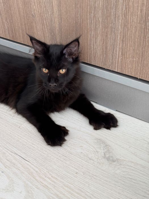 Котята Maine Coon