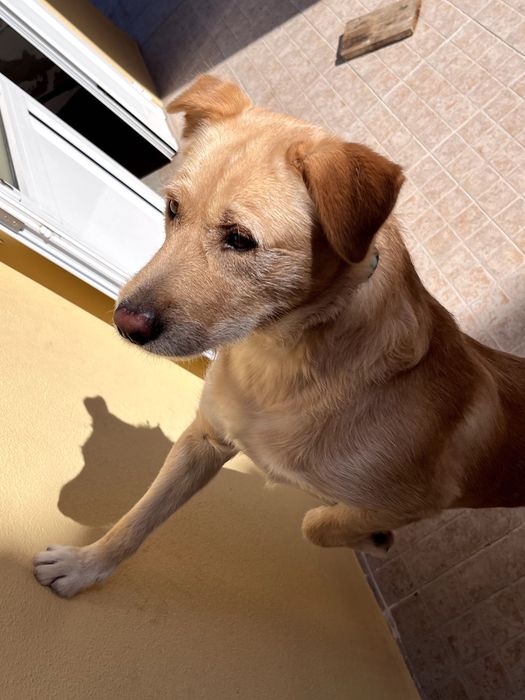 Cão com 2 anos. Arraçado de labrador e podengo