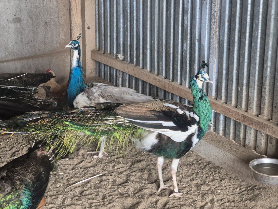 Paw Szmaragdowy szek