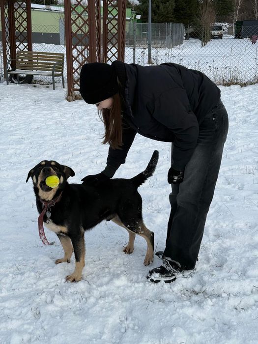 Diesel – zwykły, więc niewidzialny adopcja tymczas