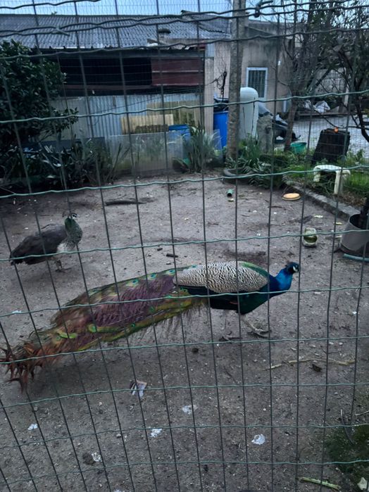 Pavoas da raça do pavão azul