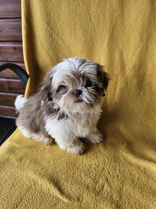 Szczeniaki shih tzu