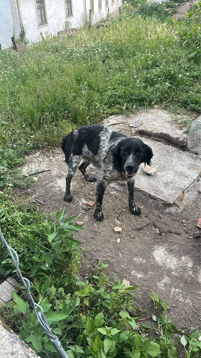 Helio - 2 meses, xEpagneul Breton