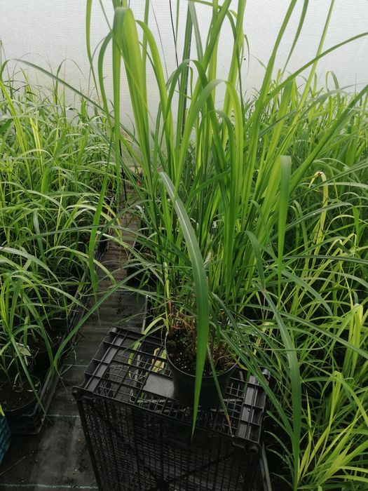 Trawa Miskant chiński Ghana