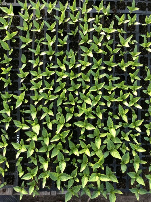 Вирощування любоі розсади на замовлення Выращивание рассады на заказ