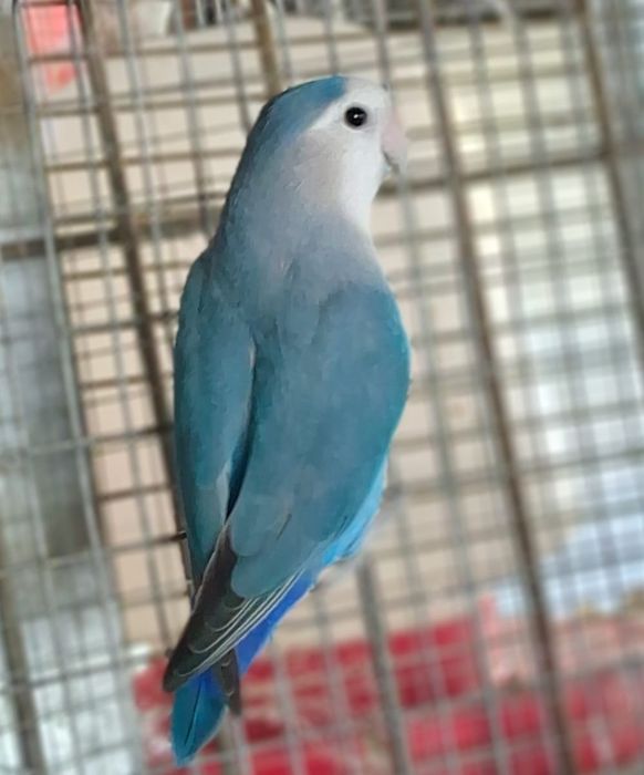 Lote de aves exóticas
