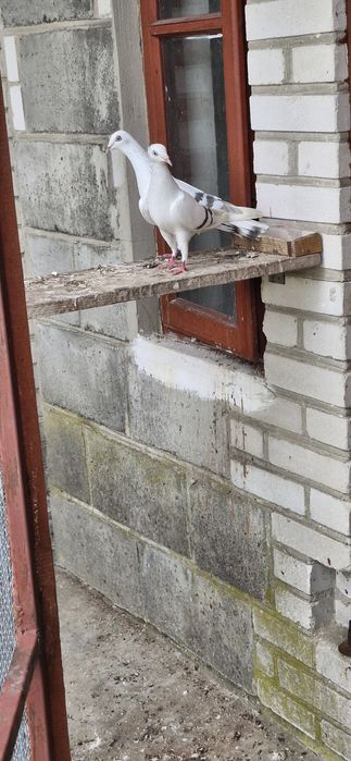 Perłowe, żałobne, pasiaki.