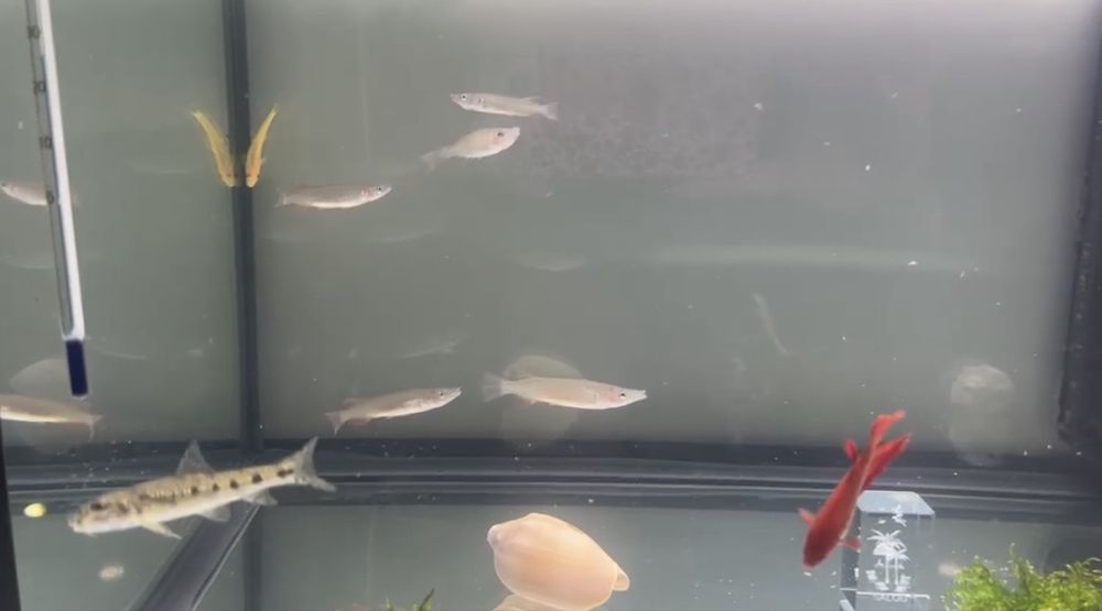 Peixe nomorhamphus liemi
