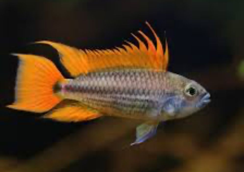 Apistogramma orange
