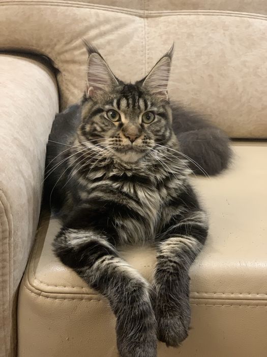 Мейн-кун з розплідника, дівчинка ELIZABETH