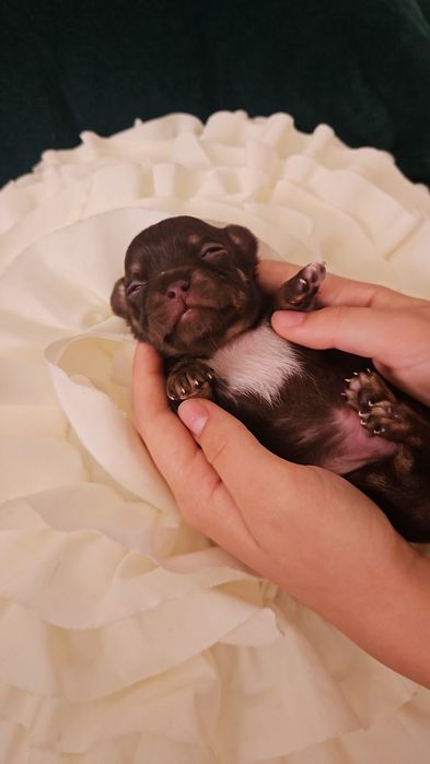 Przepiękny  czekoladowy chłopczyk chihuahua