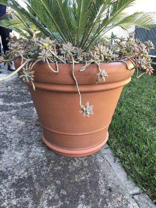 Vendo Vasos de jardim