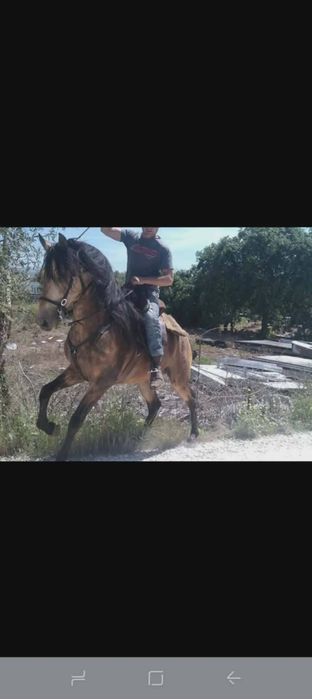 Vendo cavalo puro sangue lusitano