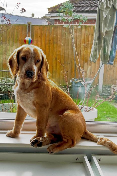Piękny piesek *beagle x cocker spaniel angielski*