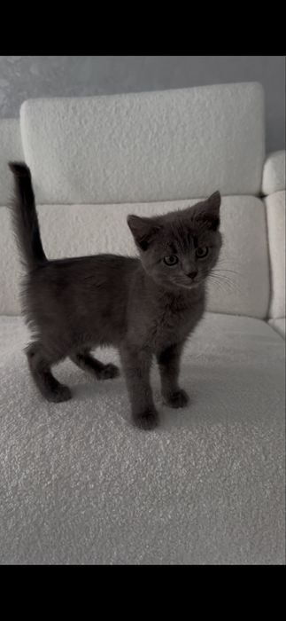 Кошеня шукає дім безкоштовно