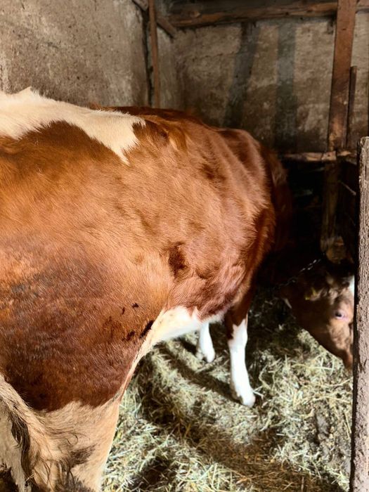 Продається тільна телиця