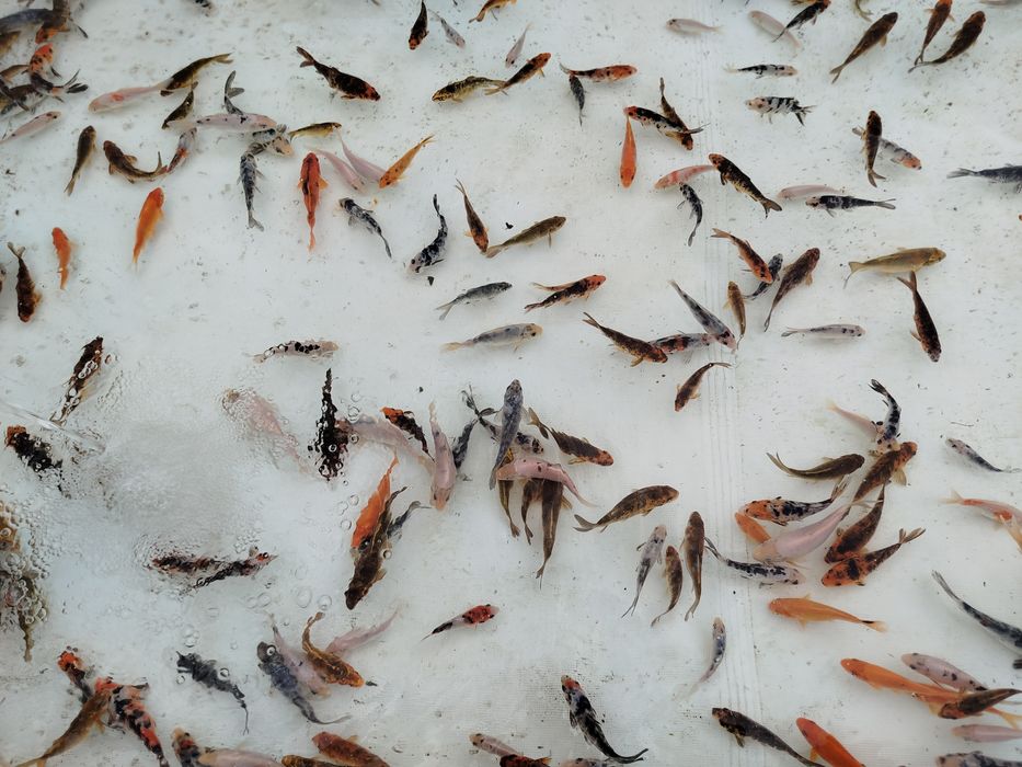 Karp karpie koi sprzedam