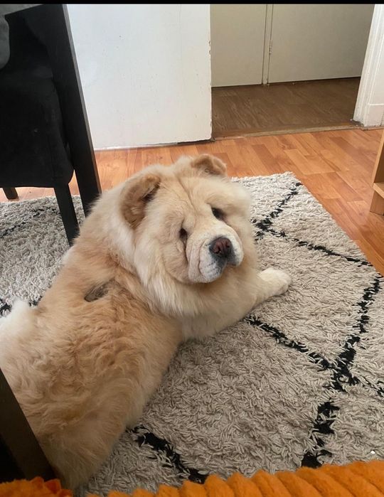 Pies rasy Chow Chow