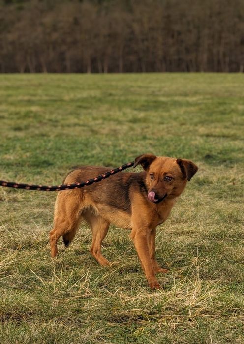 Mała, filigranowa, ruda suczka czeka na cierpliwy dom- adoptuj