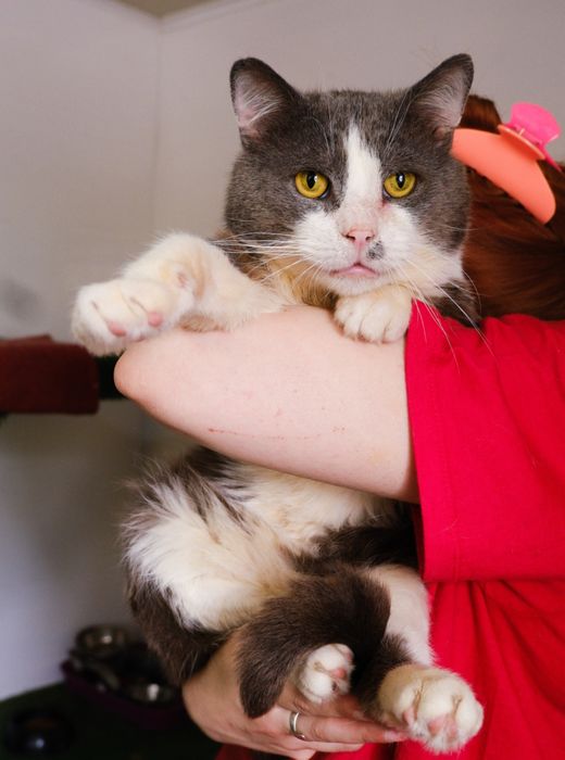 Котик Пілі шукає родину