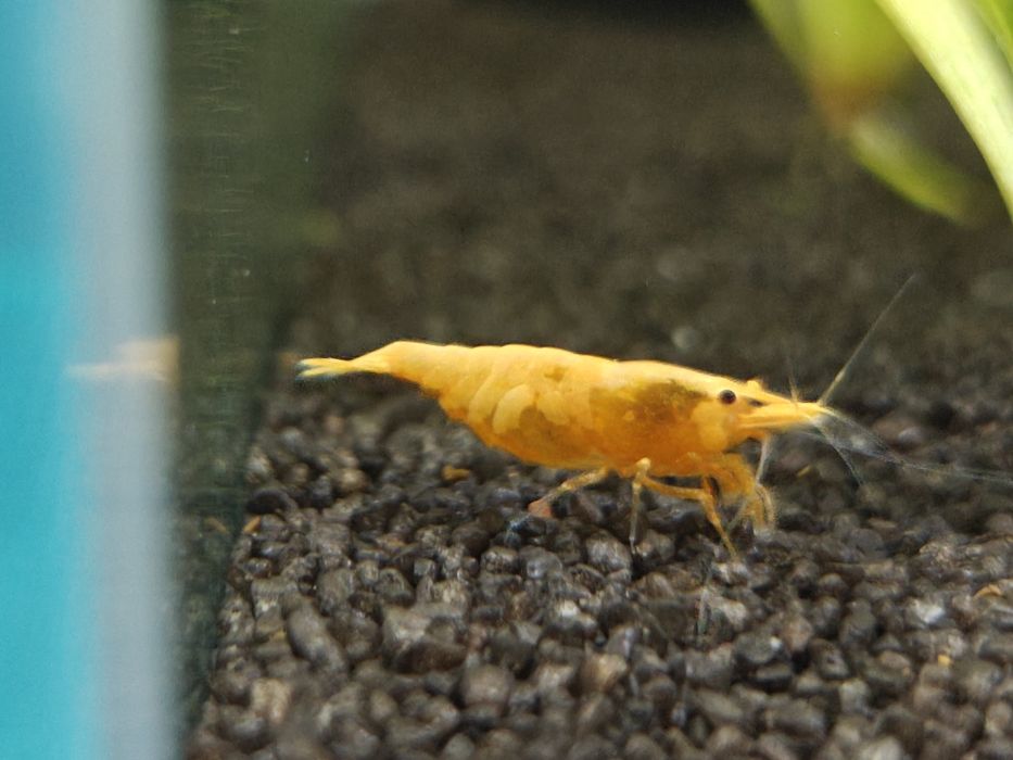 Krewetki neocaridina orange - pomarańczowe