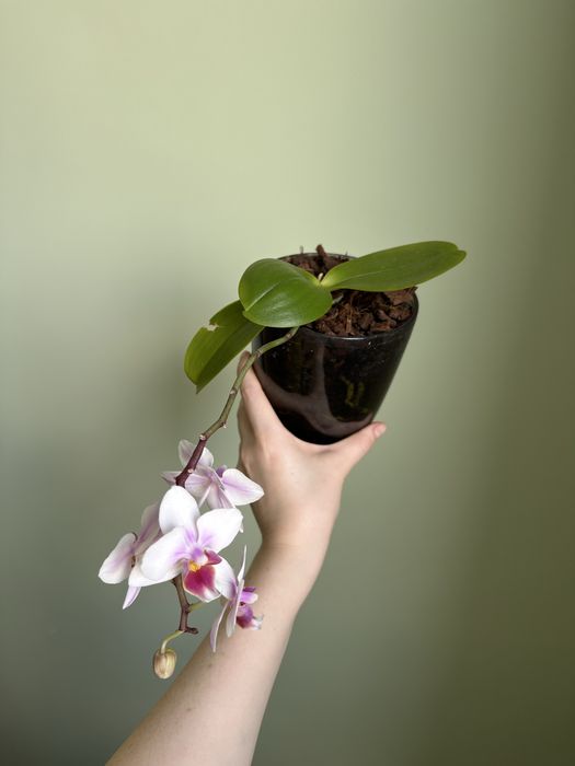 Орхідея на обмін